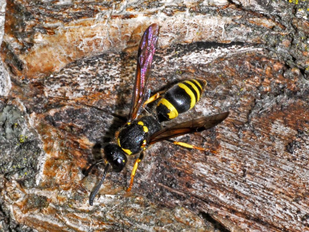 Vespidae Eumeninae: cfr.  Ancistrocerus sp.